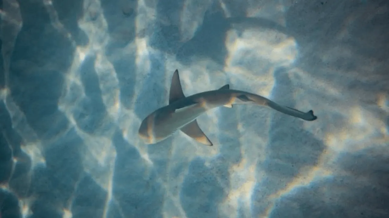 A blacktip reef shark swimming over sunlit sand in shallow water