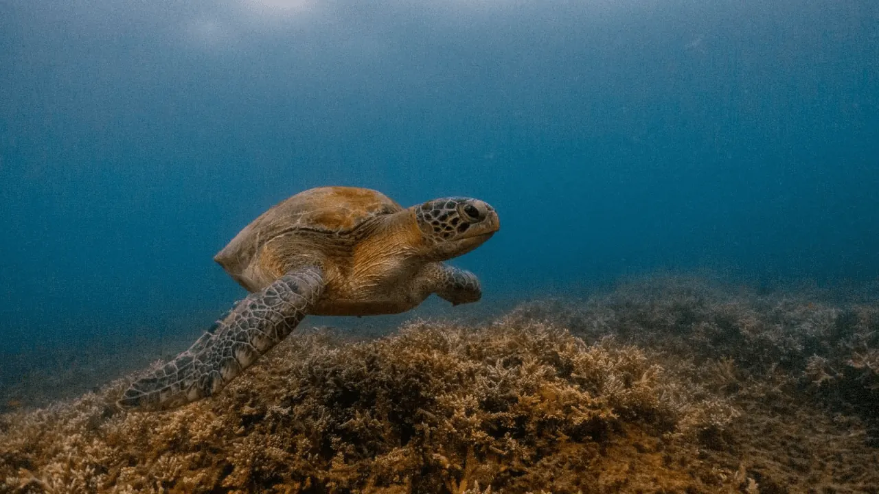 A green sea turtle resting on the reef