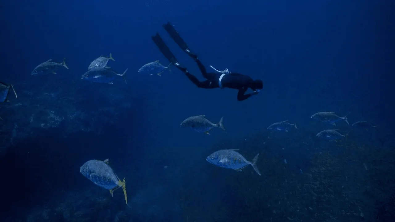 A freediver descending among trevally in deep blue water
