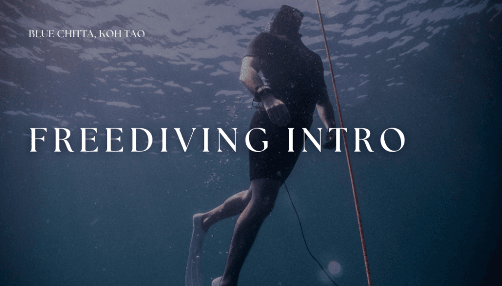 Freediving intro blue chitta koh tao