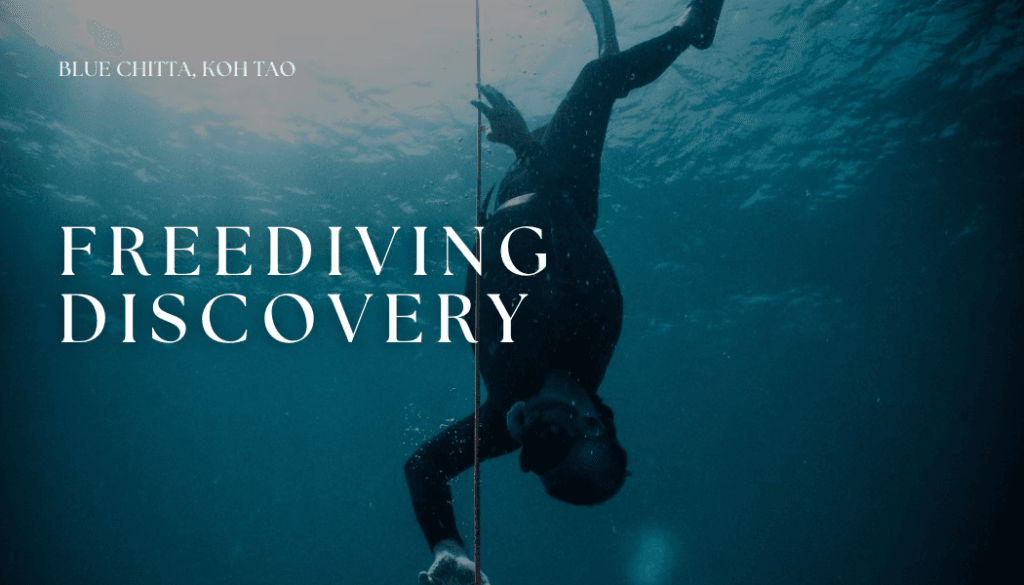 FreeDiving descovery blue chitta koh tao