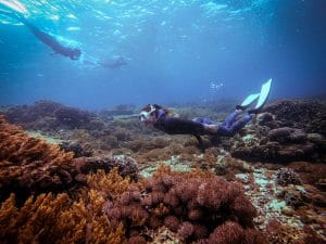 reef freediving koh tao