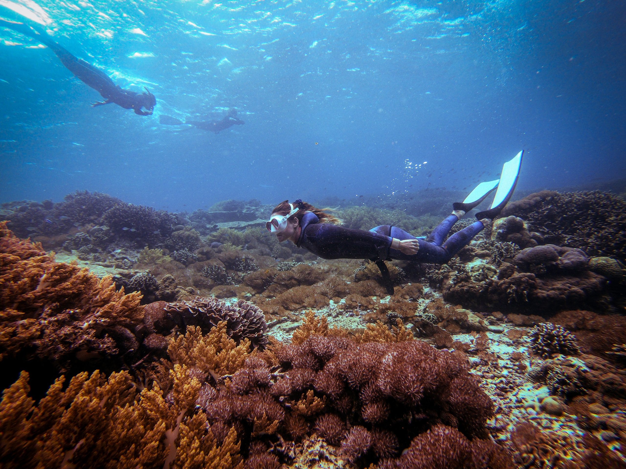 reef freediving koh tao