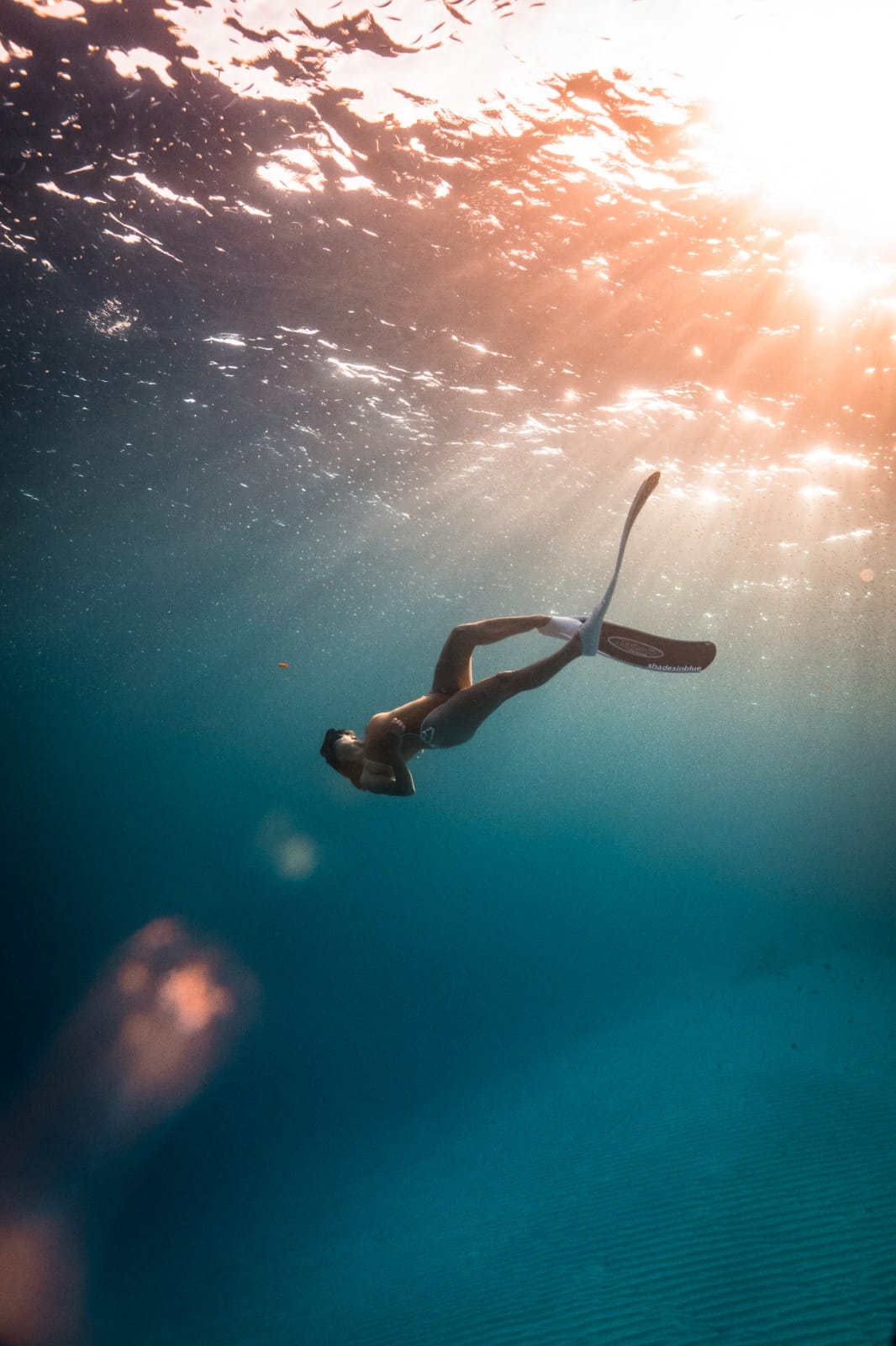 Freediving koh tao