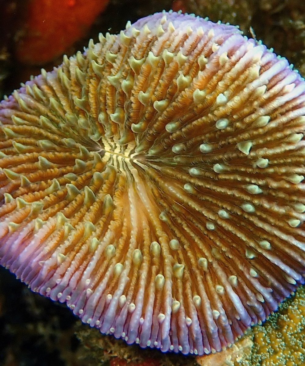 coral reef koh tao